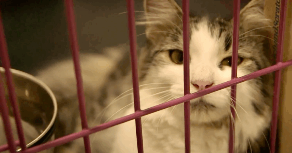 Humane Society of Truckee-Tahoe launches new pet care grant program