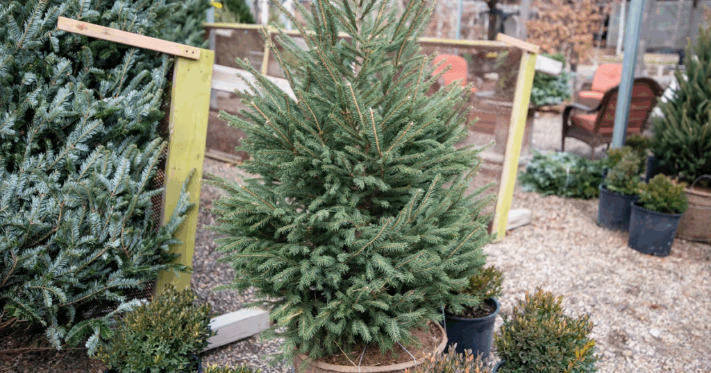‘Living’ Christmas trees? Some people are choosing evergreens they can replant after the holidays