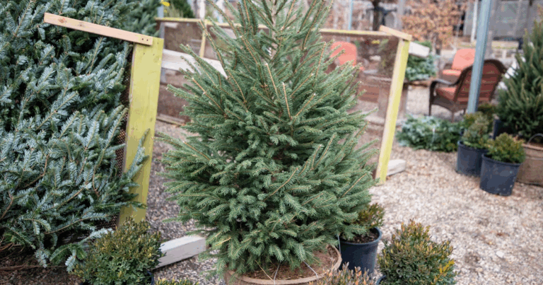 ‘Living’ Christmas trees? Some people are choosing evergreens they can replant after the holidays
