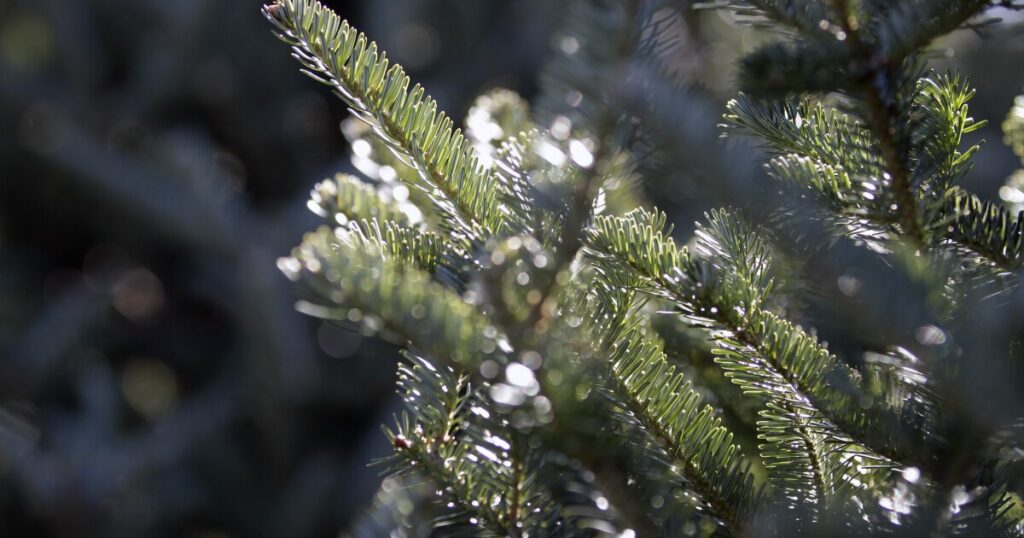 North Carolina Christmas tree crop thrives despite Helene impacts
