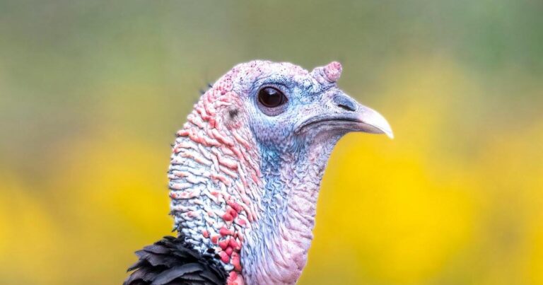 Where does your Thanksgiving turkey come from? Probably North Carolina