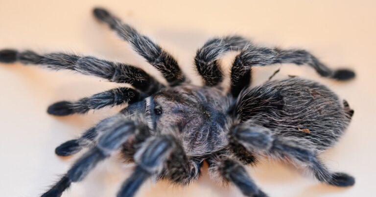 New UGA Insect Zoo aims to open minds and ease fears