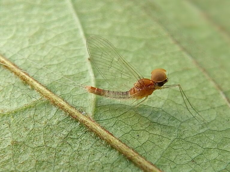 Close-up of a small brown mayfly with transparent wings and long tail resting on a green leaf.