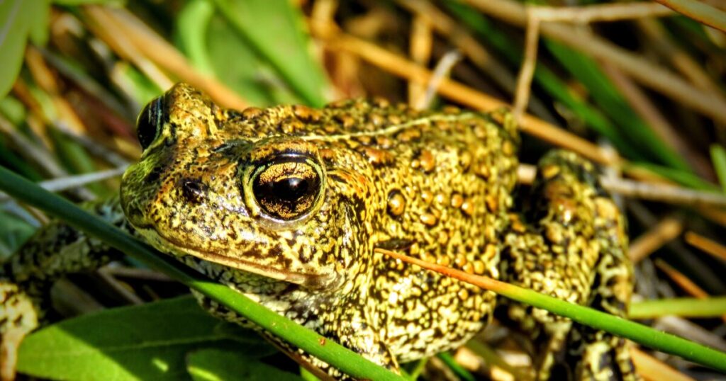 Tribe, conservationists fight to save rare Nevada toad from geothermal project