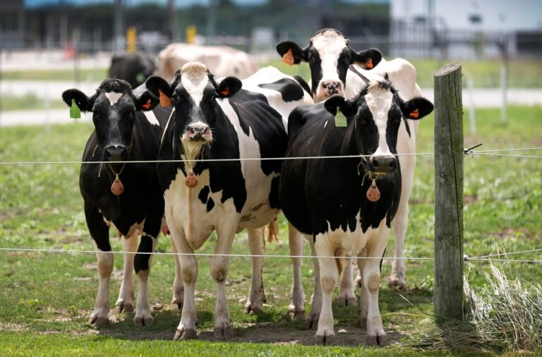 Wisconsin has its fewest dairy herds in decades — and about the same number of cows