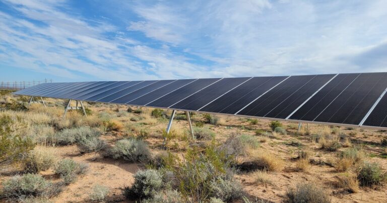 Rare desert plant thrives at Nevada solar site, offering lessons for the Mountain West