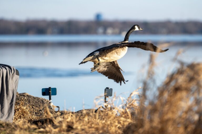 A Canada goose takes off from the shore near a lake, with two smartphones mounted on tripods and dry grass in the foreground.