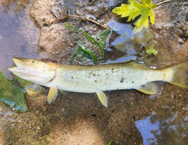 A fish with a long body and pointed head lies on wet sand near green leaves and water.