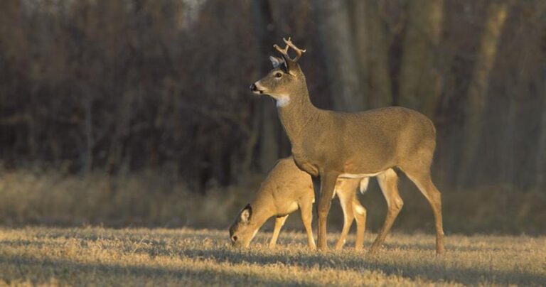 Nebraska reported 197 cases of fatal deer disease, as other states see increases