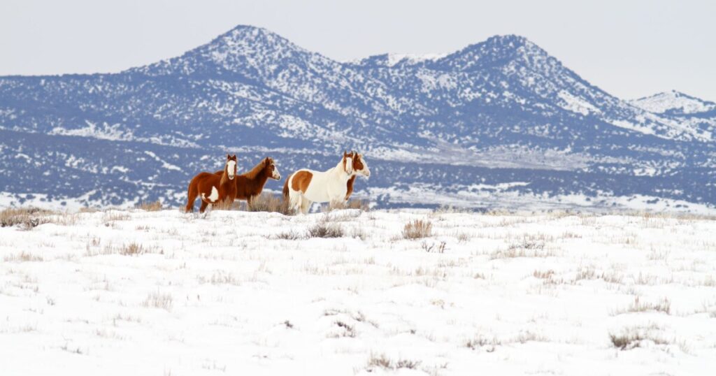 Emergency rescue saves 20 wild horses trapped by snow in Inyo National Forest