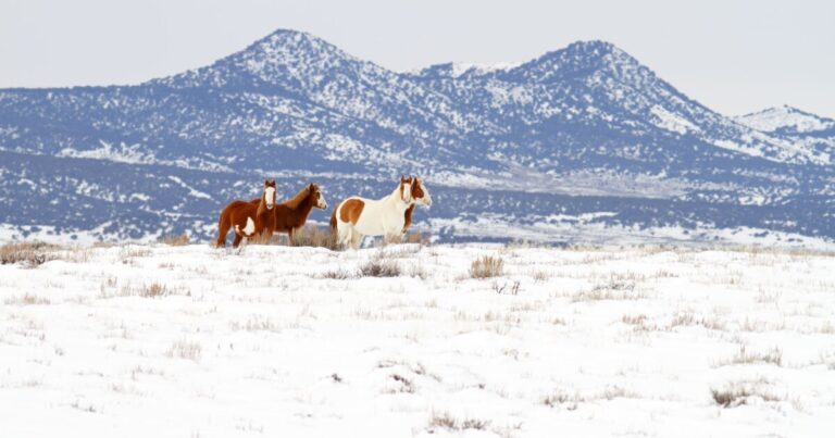Emergency rescue saves 20 wild horses trapped by snow in Inyo National Forest