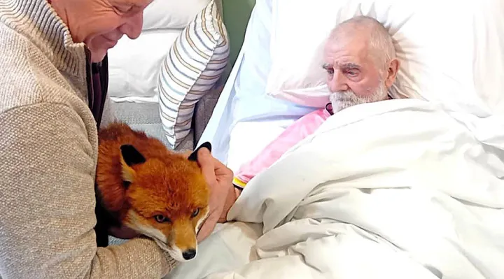 Dying Man's Final Wish Comes True When A Fox Visits His Bedside