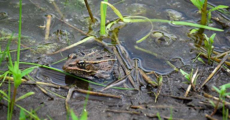 A proposed Clean Water Act change could remove protections from 80% of American wetlands