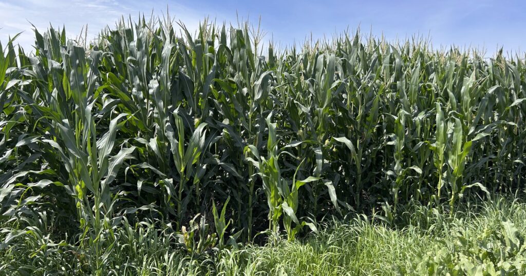 Nebraska ag leaders sign letter to Congress asking for help for farmers