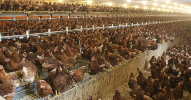 'All hands on deck’ response to bird flu spike in Pennsylvania