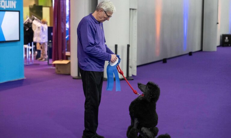 A black dog jumps over an agility hurdle during a competition, guided by a handler in a purple shirt, with an audience watching in the background.