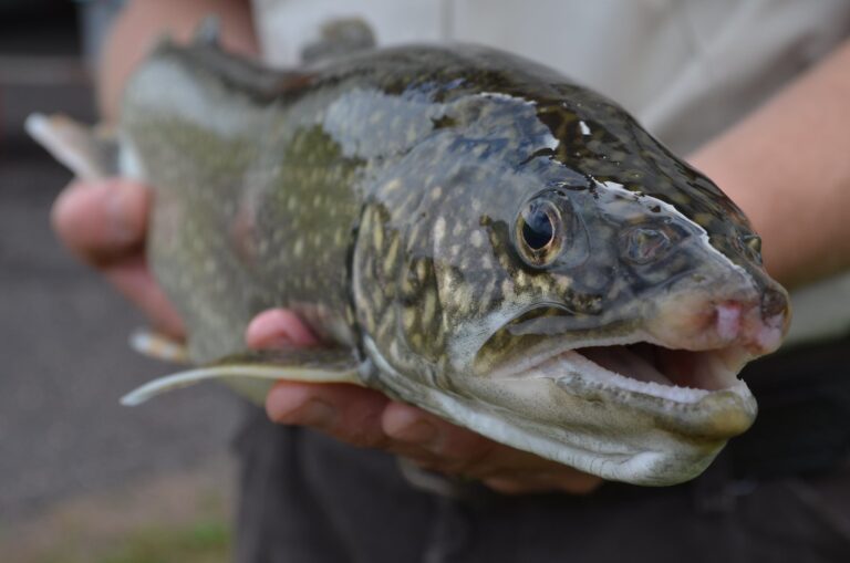 Lake Trout Swimming in Lake Superior