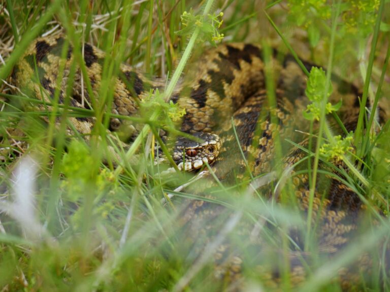 How species spotting took hold of a rural community -