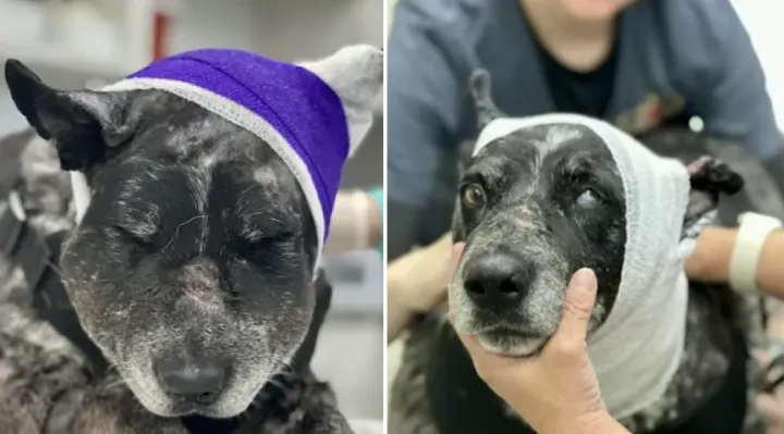 Half-Blind Senior Dog Takes On A Bear To Protect Her Family