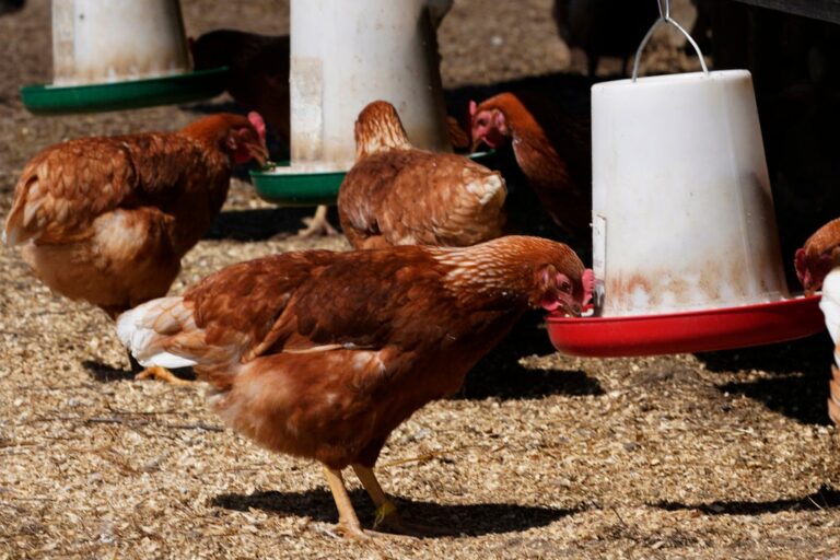'We've seen this before': Bird flu again hits Wisconsin poultry farms