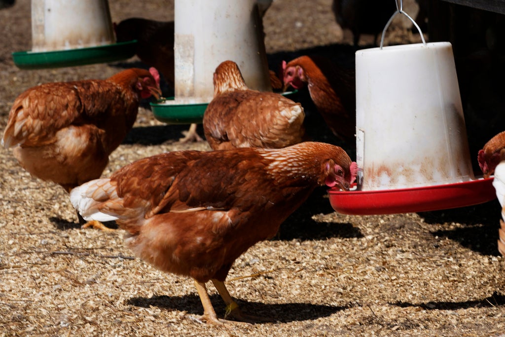 'We've seen this before': Bird flu again hits Wisconsin poultry farms