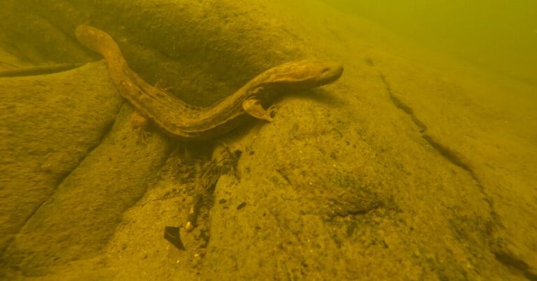 Andy Hill is helping to research hellbender populations after Helene.