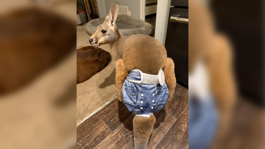A kangaroo is lying on a beige couch near a window, appearing relaxed and resting its head on the armrest.