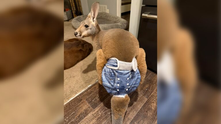 A kangaroo is lying on a beige couch near a window, appearing relaxed and resting its head on the armrest.