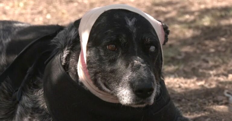 Half-Blind Dog Fights Off Bear in the Dark to Protect Her Family