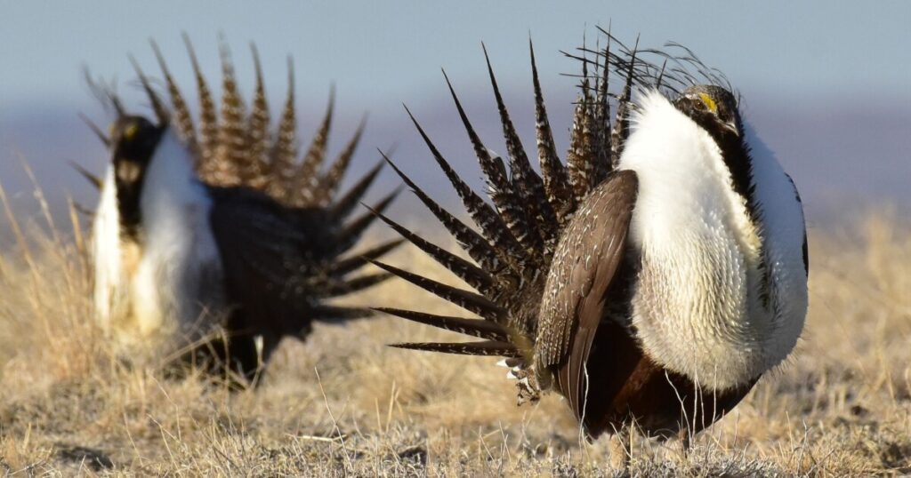 Conservation groups sue Trump administration over sage-grouse habitat rollback