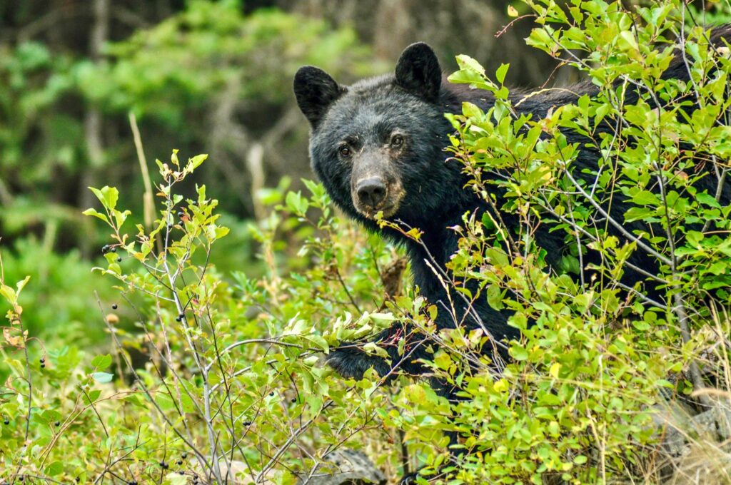 Black bear gathering huckleberries in the west boulder campground