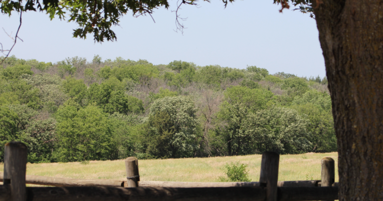 Nebraska trees face a tough summer after winter drought