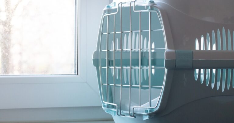 Rabid cat confirmed near Athens-Clarke and Oconee county line