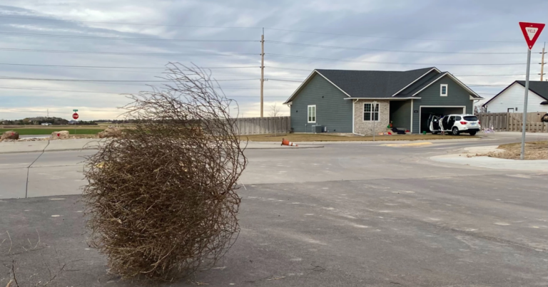 Tumbleweeds can be so bad in the Great Plains that they bury homes and cause fire danger
