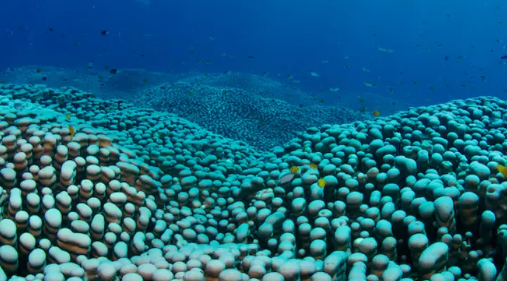 Mother-Daughter Duo Discovers Massive Coral Colony On Great Barrier Reef