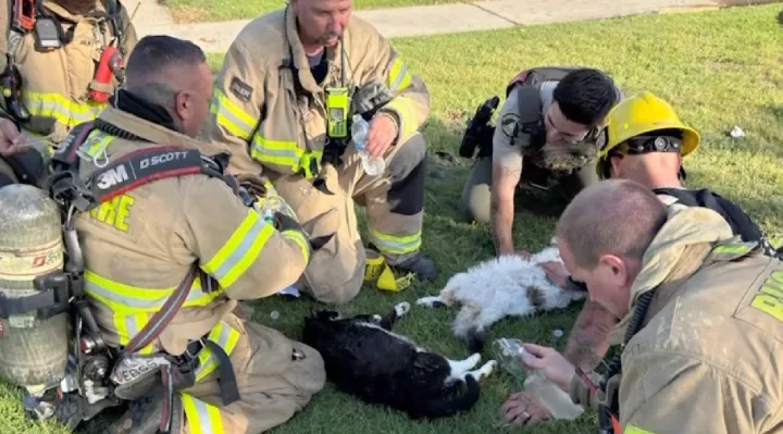 Firefighters Revive 4 Cats After Apartment Fire