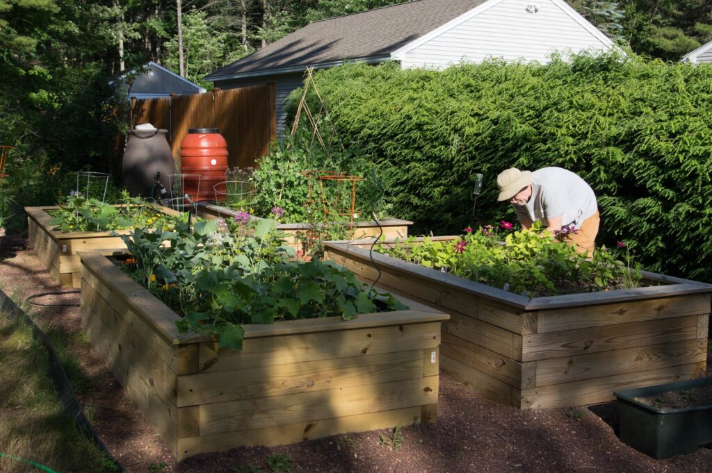 Older adults gardening in a raised bed.