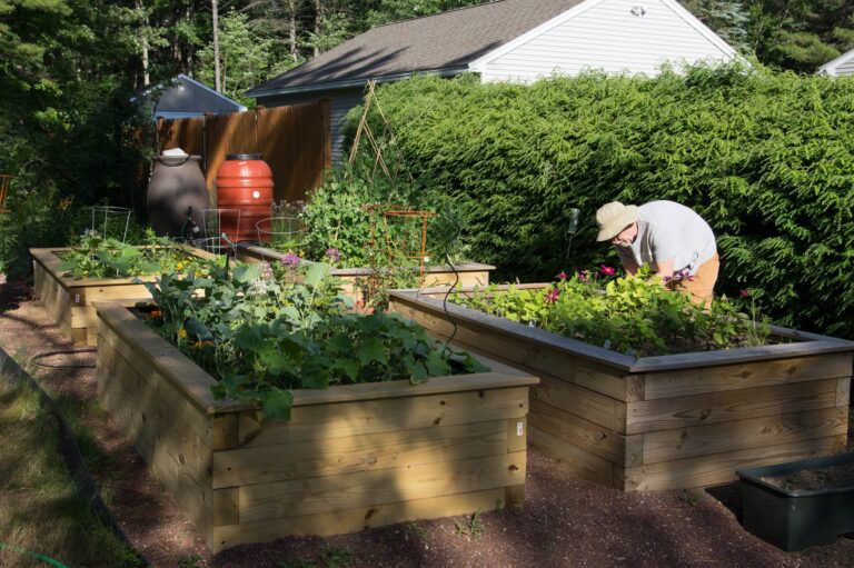 Older adults gardening in a raised bed.