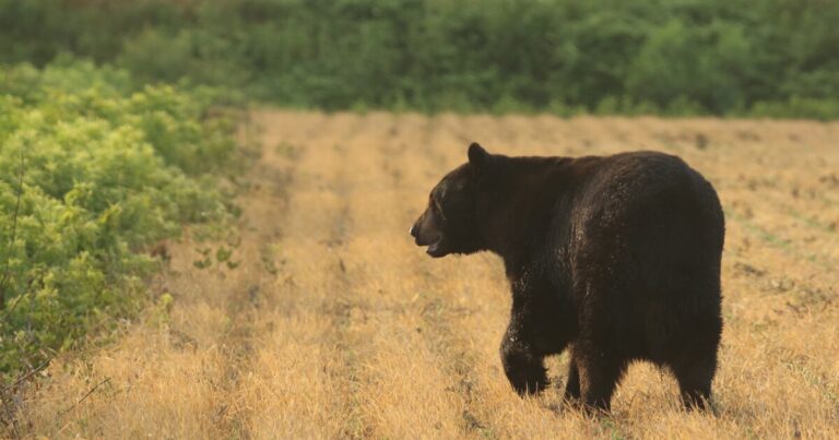 Black bears are returning to central NC, where they’ve been missing for decades