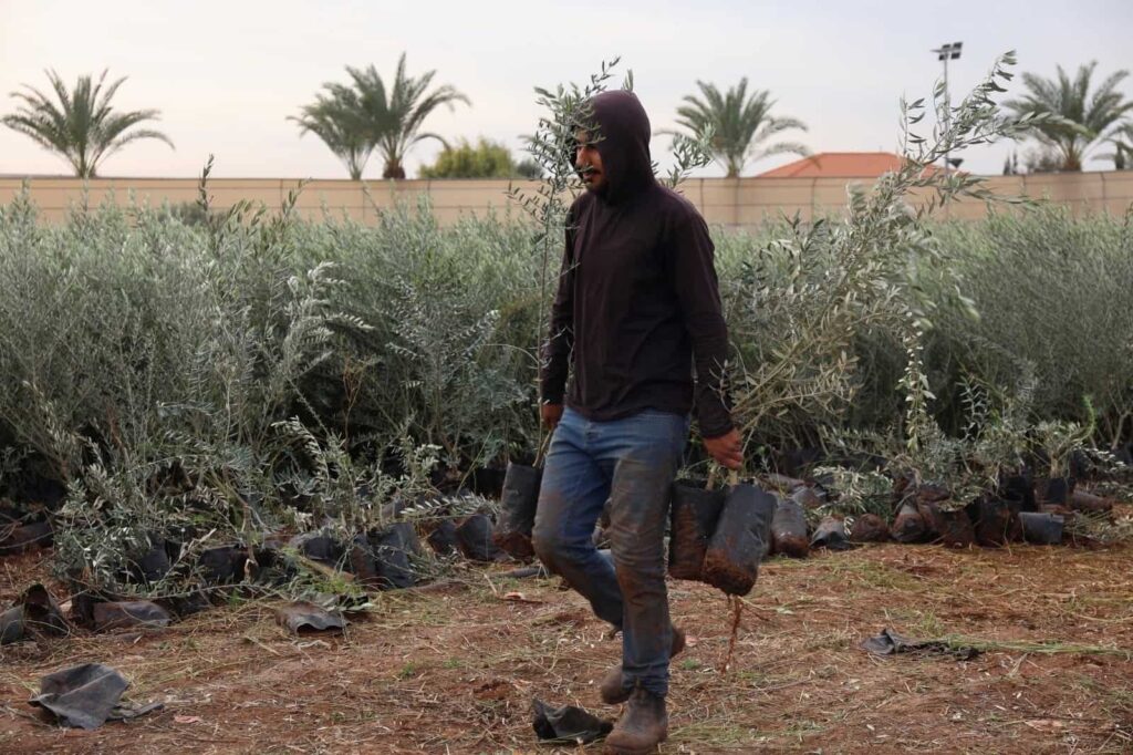 New olive groves plant hope across the West Bank