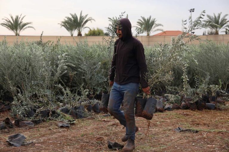 New olive groves plant hope across the West Bank