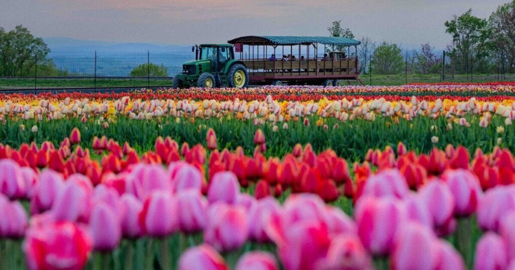 Warmer temperatures bring tulip season