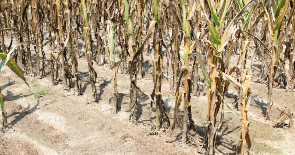 ‘Weather whiplash’ is drying out North Carolina soils