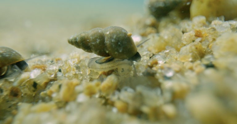 New video identification tool aims to improve detection of invasive species in Lake Tahoe