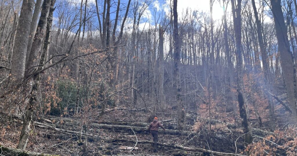 Federal judge overturns the plan for the Nantahala-Pisgah National Forest, saying it violates the Endangered Species Act