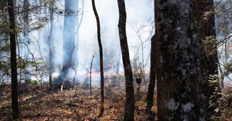 Jesse Wimberley, a fourth-generation burner, founded the Sandhills Prescribed Burn Association in 2015 to put fire back on the land.