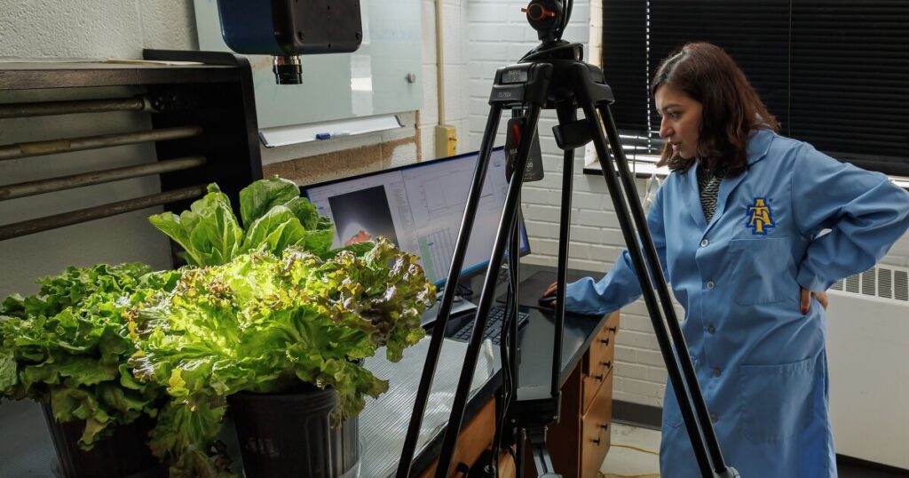 N.C. A&T lettuce researcher wins major grant