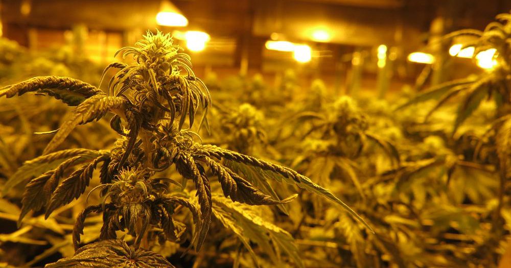 Legislature makes history, passes Nebraska's first bill on medical cannabis