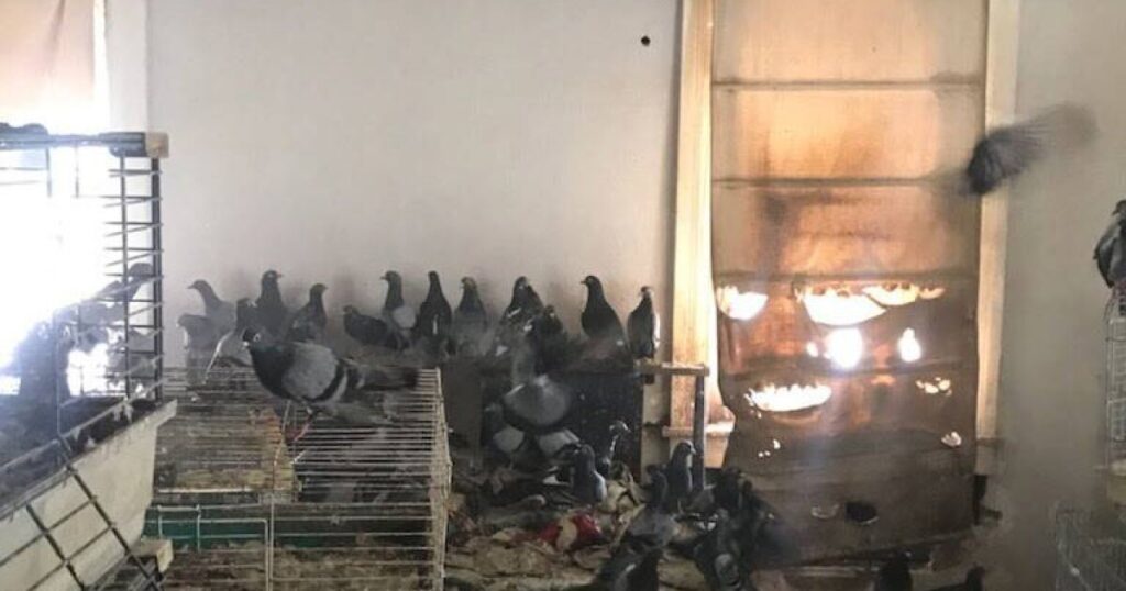 101-103 Jones St., Wilkes-Barre, is seen on Wednesday afternoon, April 8, 2026. Health officials are investigating after over 300 pigeons and an unspecified number of cats were found living amid unsanitary conditions inside 103 Jones St., city Health Director Henry Radulski said.