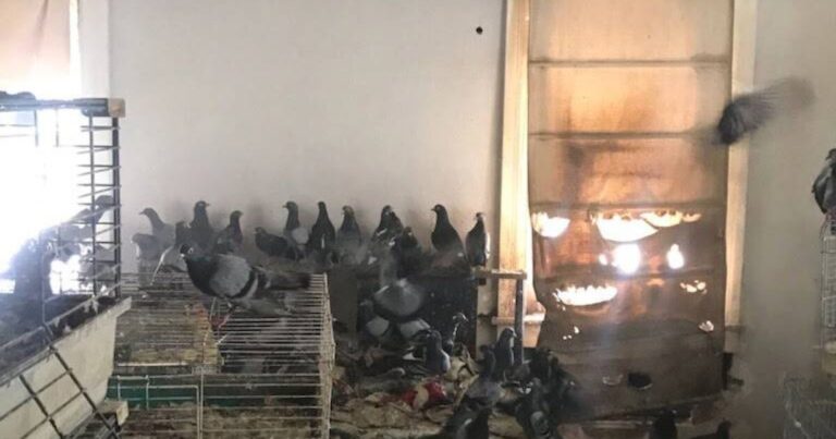 101-103 Jones St., Wilkes-Barre, is seen on Wednesday afternoon, April 8, 2026. Health officials are investigating after over 300 pigeons and an unspecified number of cats were found living amid unsanitary conditions inside 103 Jones St., city Health Director Henry Radulski said.